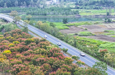 欒樹(shù)花開(kāi) 驚艷了秋