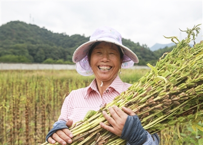 小芝麻迎來(lái)大豐收